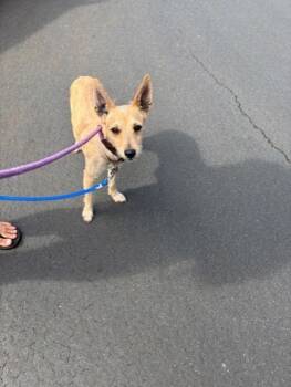 Rescue Terrier and Mixed Breed Dogs for Adoption in Honolulu, Hawaii - Honey Misty | PetCurious