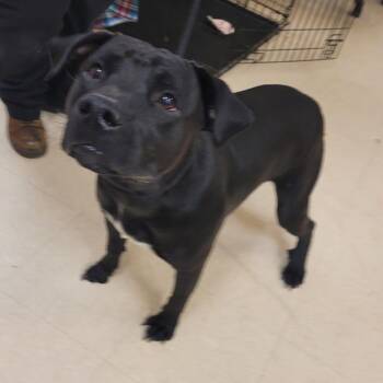 Atlas -  Mixed Breed Dog for Adoption in Lake Panasoffkee, Florida - Atlas | PetCurious