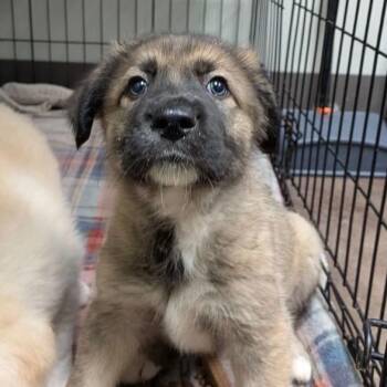 Shepherd Dogs Available for Adoption - James | PetCurious