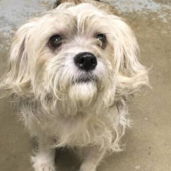 Shih Tzu and Maltese Dogs Available for Adoption in Greenville, South Carolina - Kash | PetCurious