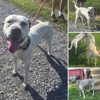 Dalmatian and Mixed Breed Dogs Available for Adoption in Fairfax Station, Virginia - Fancy | PetCurious