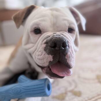 Benny Butterball -  English Bulldog Dog for Adoption in Mesa, Arizona - Benny Butterball | PetCurious