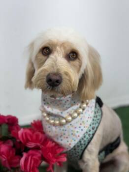 Luna Bella-One of our Amazing Rescue Dogs -  Labradoodle and Goldendoodle Dog for Adoption in Carlsbad, California - Luna Bella-One Of Our Amazing Rescue Dogs | PetCurious