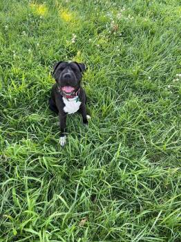 Shar Pei and Pit Bull Terrier Dogs Available for Adoption - Charlotte | PetCurious