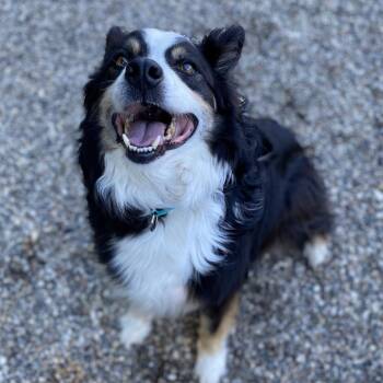 Fenrir -  Mixed Breed and Australian Shepherd Dog for Adoption in West Olive, Michigan - Fenrir | PetCurious