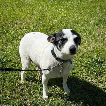 Lil Beau (LA) -  Rat Terrier Dog Available for Adoption in Atlanta, Georgia - Lil Beau (LA) | PetCurious