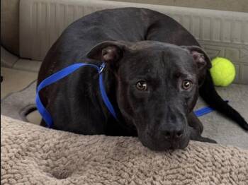 Boone -  Staffordshire Bull Terrier and Labrador Retriever Dog for Adoption in St. Petersburg, Florida - Boone | PetCurious
