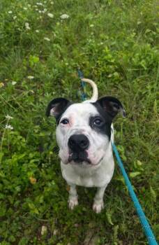 Raymond -  Mixed Breed Dog for Adoption in Yellville, Arkansas - Raymond | PetCurious
