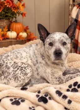 Sora -  Australian Cattle Dog Blue Heeler Dog for Adoption in Winfield, Kansas - Sora | PetCurious