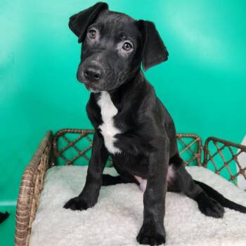 German Shepherd Dog and American Staffordshire Terrier Dogs Available for Adoption in Fort Wayne, Indiana - Prometheus | PetCurious