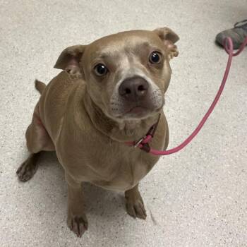 Lunar -  Chihuahua and Mixed Breed Dog for Adoption in Murray, Utah - Lunar | PetCurious