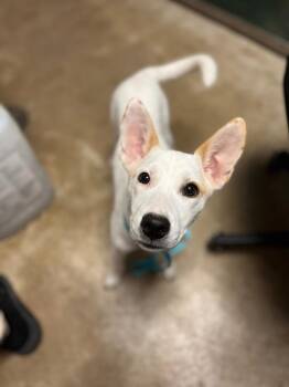 Sisu -  Australian Cattle Dog Blue Heeler Dog Available for Adoption in New Braunfels, Texas - Sisu | PetCurious