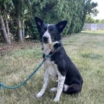 Ruby -  Border Collie Dog for Adoption in Yakima, Washington - Ruby | PetCurious