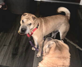 Rescue Shar Pei Dogs for Adoption in Lake Forest, California - Gordon | PetCurious