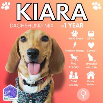 Kiara -  Dachshund Dog for Adoption in Aurora, Ontario - Kiara | PetCurious