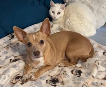 Chihuahua Dogs Available for Adoption in Shingle Springs, California - 26Doja | PetCurious