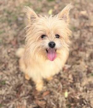 Maltese and Yorkshire Terrier Dogs Available for Adoption - Moe | PetCurious