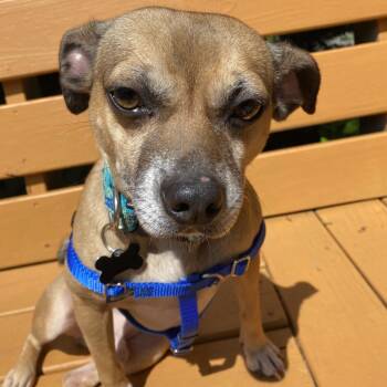Pug and Beagle Dogs Available for Adoption in Durham, North Carolina - Lokee | PetCurious