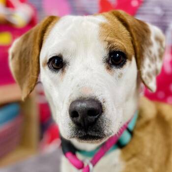 Bailey -  Beagle Dog for Adoption in Lebanon, Missouri - Bailey | PetCurious