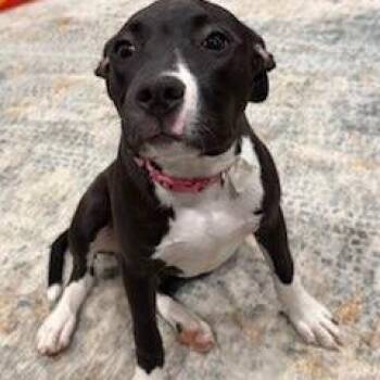 Mixed Breed Dogs Available for Adoption in Buffalo, Minnesota - Chili | PetCurious