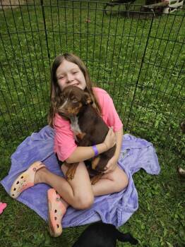 Dazzler -  Australian Shepherd Dog for Adoption in Waunakee, Wisconsin - Dazzler | PetCurious
