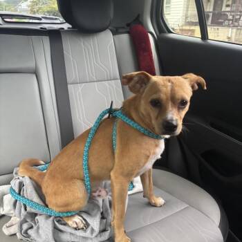 Ficus -  Terrier and None Dog for Adoption - Ficus | PetCurious
