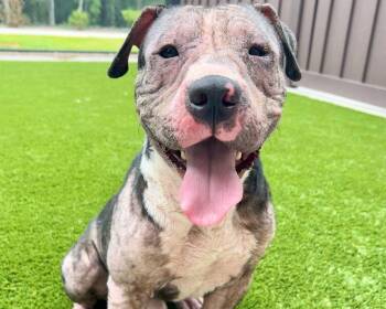 Chupro -  Mixed Breed Dog for Adoption in Raleigh, North Carolina - Chupro | PetCurious
