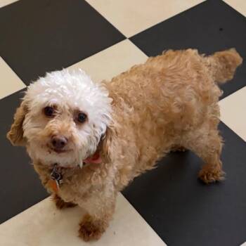 Cookie -  Miniature Poodle Dog for Adoption in Furlong, Pennsylvania - Cookie | PetCurious