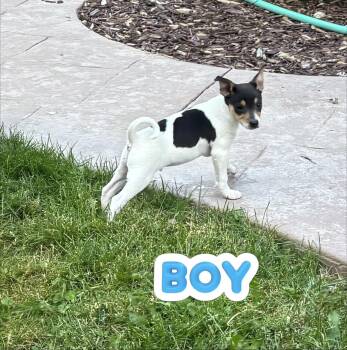 Frankie -  Rat Terrier and Jack Russell Terrier Dog for Adoption in Armada, Michigan - Frankie | PetCurious