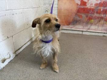 COOPER -  Terrier Dog for Adoption in San Bernardino, California - COOPER | PetCurious