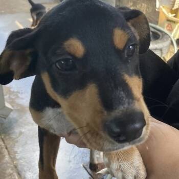 Rescue Australian Cattle Dog Blue Heeler Dogs for Adoption in Austin, Texas - Dr. Popcorn | PetCurious