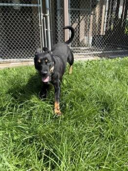 Oswald -  Mixed Breed Dog for Adoption in Harbor Springs, Michigan - Oswald | PetCurious