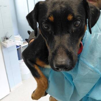Donovan 2042 -  Jack Russell Terrier and Mixed Breed Dog for Adoption in Loxahatchee Groves, Florida - Donovan 2042 | PetCurious