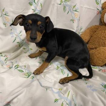 A611239 -  Miniature Pinscher Dog for Adoption in Modesto, California - A611239 | PetCurious