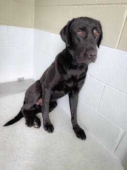 Blade -  Labrador Retriever Dog for Adoption in Austin, Texas - Blade | PetCurious