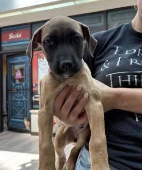Nellie -  Terrier and Pit Bull Terrier Dog for Adoption in Elyria, Ohio - Nellie | PetCurious