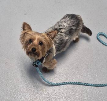 Pen214 -  Yorkshire Terrier Dog for Adoption in Lawrenceville, Georgia - Pen214 | PetCurious