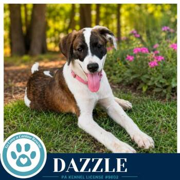 Dazzle (Boujee Babies) 082226 -  Labrador Retriever and Boxer Dog for Adoption in Kimberton, Pennsylvania - Dazzle (Boujee Babies) 082226 | PetCurious