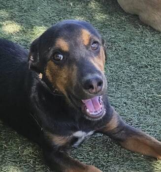 Flint Funny -  Yellow Labrador Retriever and Black And Tan Coonhound Dog for Adoption in Andover, Massachusetts - Flint Funny | PetCurious