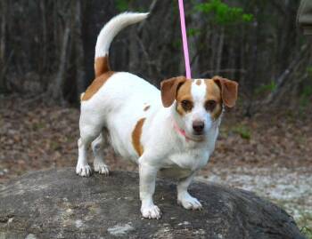 Dachshund and Chihuahua Dogs Available for Adoption - Daisy | PetCurious