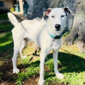 Airedale Terrier and Mixed Breed Dogs Available for Adoption in Honolulu, Hawaii - Snoopy | PetCurious