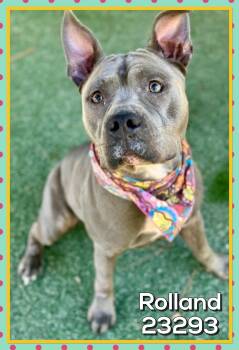 ROLLAND -  American Bully Dog for Adoption in Marietta, Georgia - ROLLAND | PetCurious