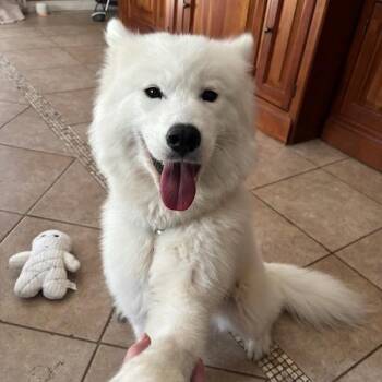 Sugar (Capri) -  Samoyed Dog for Adoption in Los Angeles, California - Sugar (Capri) | PetCurious