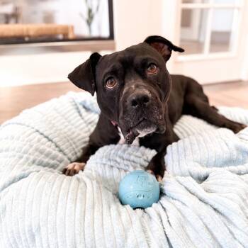Queenie -  Pit Bull Terrier and American Staffordshire Terrier Dog for Adoption in Scottsdale, Arizona - Queenie | PetCurious