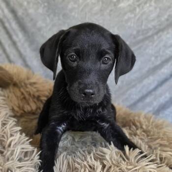 Phoebe -  Labrador Retriever and Dachshund Dog for Adoption in Cleveland, Texas - Phoebe | PetCurious