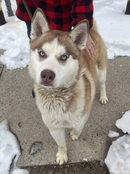Husky Dogs Available for Adoption - Avocado | PetCurious
