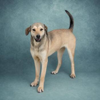 Shepherd Dogs Available for Adoption in Heber Springs, Arkansas - Waylon | PetCurious