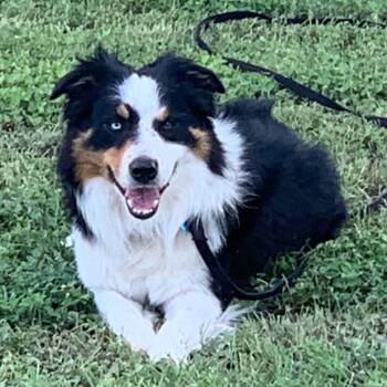 Rusty -  Australian Shepherd and Border Collie Dog for Adoption in Boerne, Texas - Rusty | PetCurious