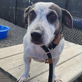 Candy -  Jack Russell Terrier Dog for Adoption in Fort Wayne, Indiana - Candy | PetCurious