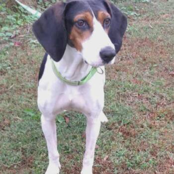 Rescue Mixed Breed Dogs for Adoption in Hopkinton, Massachusetts - Sadie | PetCurious